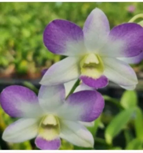Dendrobium_areedang_blue_(light_blue)_(medium_size)